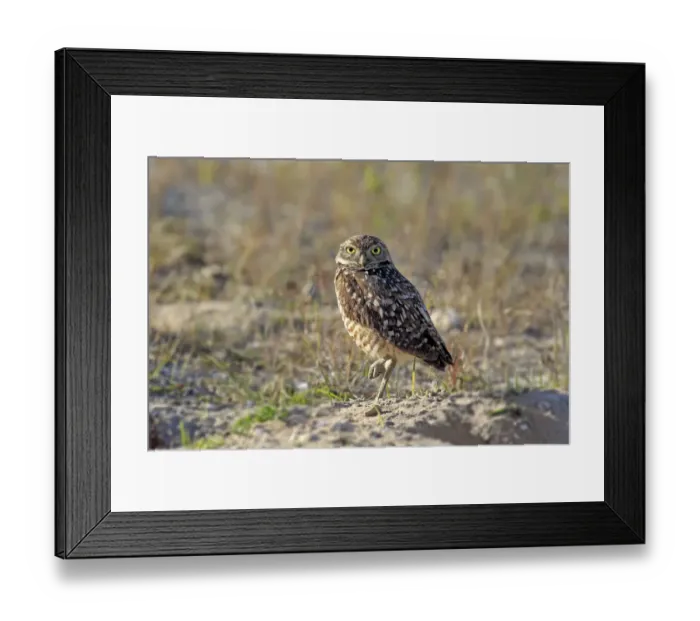 Framed Print : Burrowing Owl -Athene cunicularia- adult, Florida, USA Framed Print : Burrowing Owl -Athene cunicularia- adult, Florida, USA