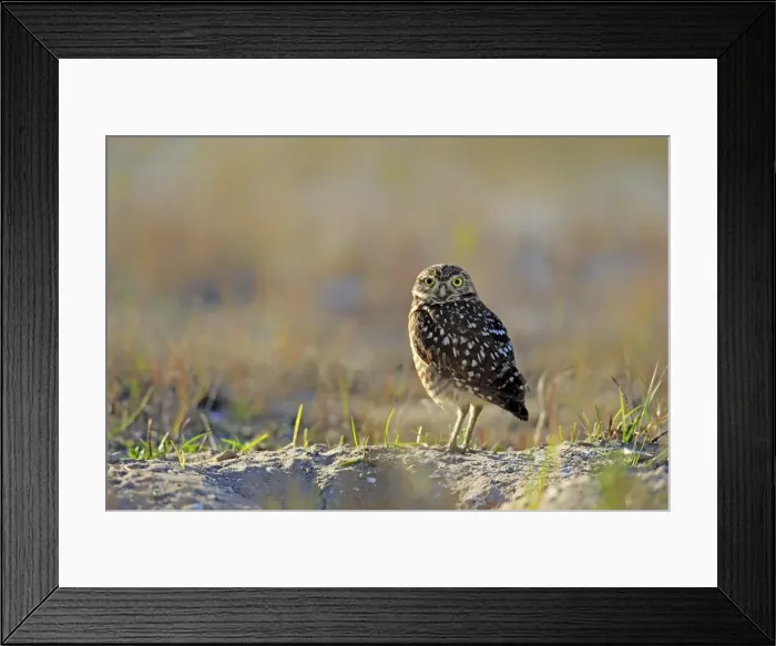Framed Print : Burrowing Owl -Athene cunicularia- adult, Florida, USA Framed Print : Burrowing Owl -Athene cunicularia- adult, Florida, USA
