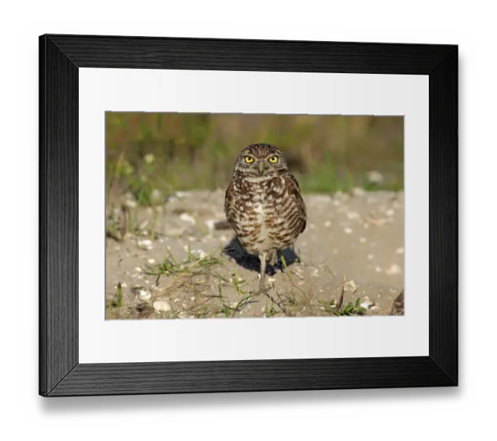 Framed Print : Burrowing Owl -Athene cunicularia- adult, Florida, USA Framed Print : Burrowing Owl -Athene cunicularia- adult, Florida, USA