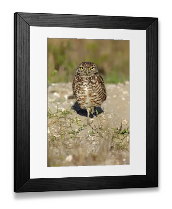 Framed Print : Burrowing Owl -Athene cunicularia- adult, Florida, USA Framed Print : Burrowing Owl -Athene cunicularia- adult, Florida, USA
