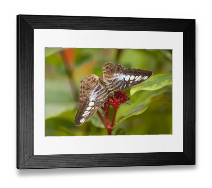 Framed Print : Blue Clipper butterfly -Parthenos sylvia lilacinus-, captive, Thuringia, Germany Framed Print : Blue Clipper butterfly -Parthenos sylvia lilacinus-, captive, Thuringia, Germany