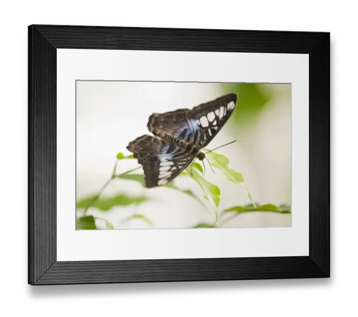 Framed Print : Blue Clipper butterfly -Parthenos sylvia lilacinus-, captive, Thuringia, Germany Framed Print : Blue Clipper butterfly -Parthenos sylvia lilacinus-, captive, Thuringia, Germany