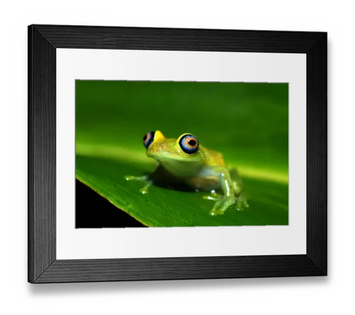 Framed Print : Green Bright-eyed Frog -Boophis viridis-, Andasibe, Madagascar Framed Print : Green Bright-eyed Frog -Boophis viridis-, Andasibe, Madagascar