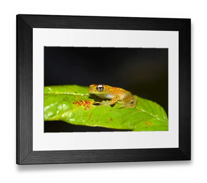 Framed Print : Climbing Frog -Boophis ssp. -, Analamazaotra National Park, Madagascar Framed Print : Climbing Frog -Boophis ssp. -, Analamazaotra National Park, Madagascar