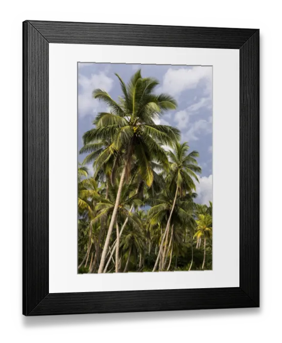 Framed Print : Coconut grove, nahe Ambalangoda, Westkuste, Sudprovinz, Sri Lanka Framed Print : Coconut grove, nahe Ambalangoda, Westkuste, Sudprovinz, Sri Lanka
