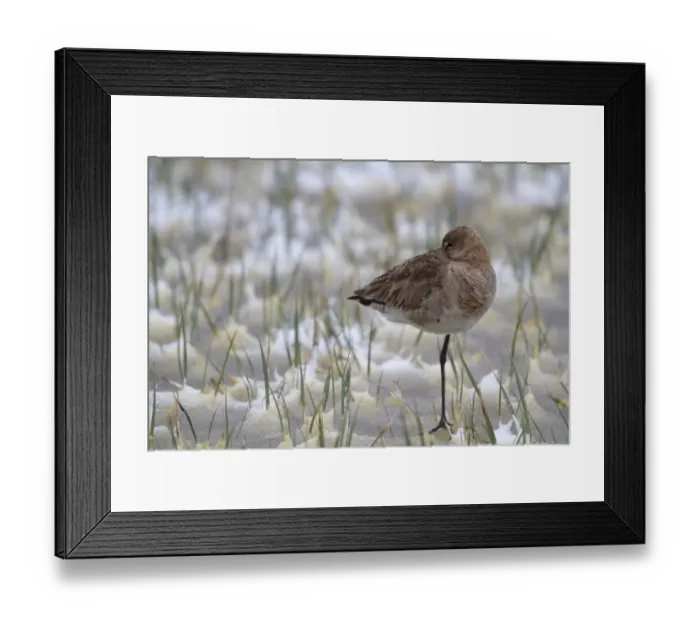 Framed Print : Black-tailed Godwit -Limosa limosa- in the snow, Burgenland, Austria Framed Print : Black-tailed Godwit -Limosa limosa- in the snow, Burgenland, Austria