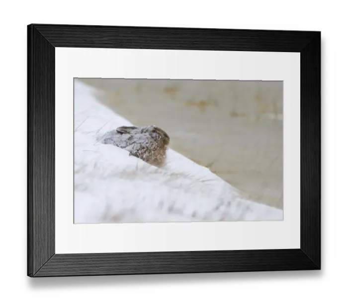 Framed Print : European Hare -Lepus europaeus- in the snow, Burgenland, Austria Framed Print : European Hare -Lepus europaeus- in the snow, Burgenland, Austria