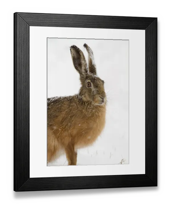 Framed Print : European Hare -Lepus europaeus- in the snow, Burgenland, Austria Framed Print : European Hare -Lepus europaeus- in the snow, Burgenland, Austria