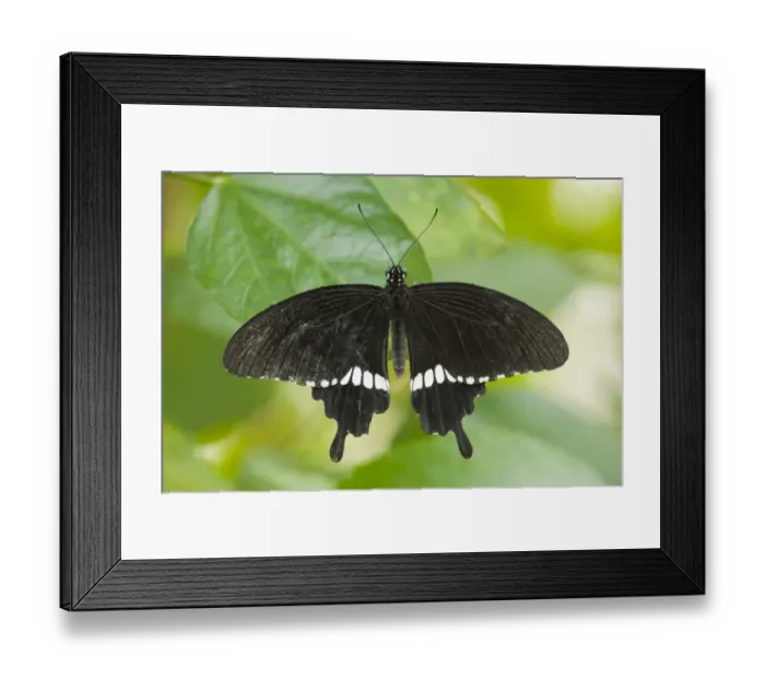 Framed Print : Common Mormon butterfly -Papilio polytes-, captive, Thuringia, Germany Framed Print : Common Mormon butterfly -Papilio polytes-, captive, Thuringia, Germany