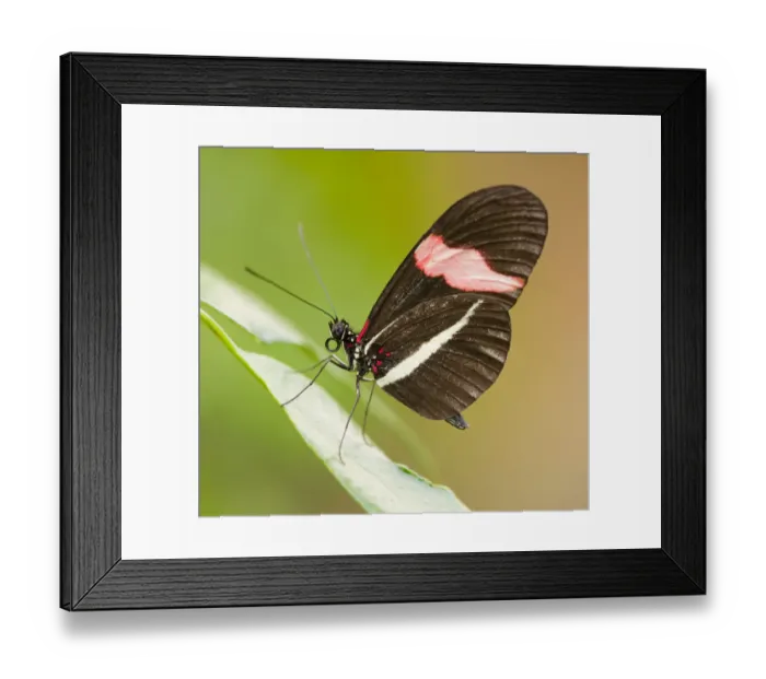 Framed Print : Red Postman butterfly -Heliconius erato-, captive, Thuringia, Germany Framed Print : Red Postman butterfly -Heliconius erato-, captive, Thuringia, Germany