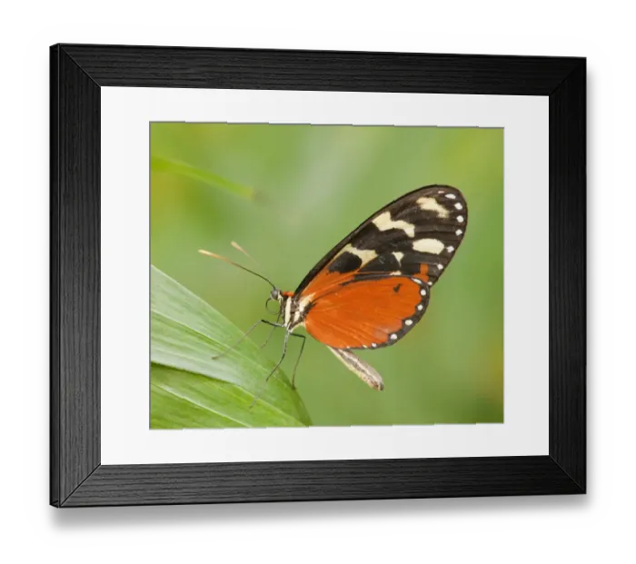 Framed Print : Ismenius Tiger or Tiger Heliconian -Heliconius ismenius-, captive, Thuringia, Germany Framed Print : Ismenius Tiger or Tiger Heliconian -Heliconius ismenius-, captive, Thuringia, Germany