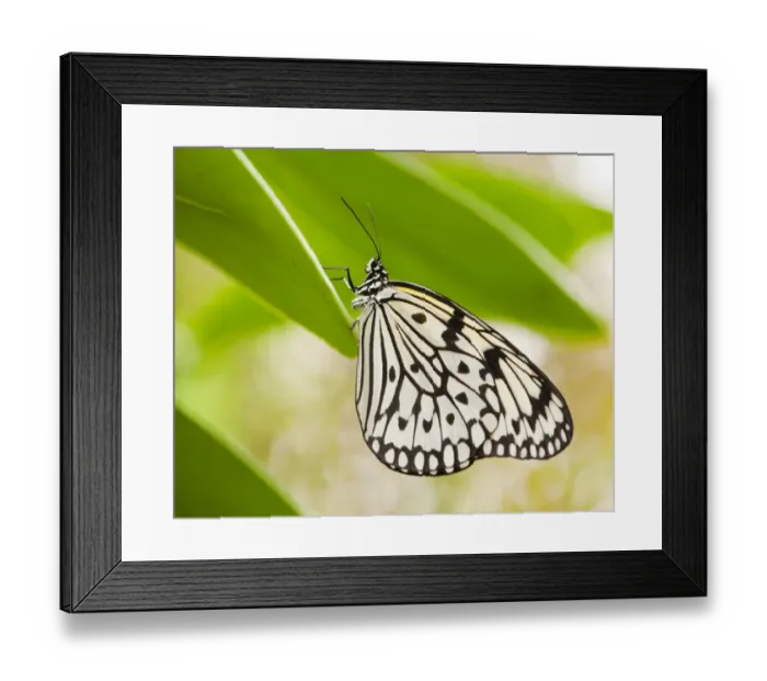Framed Print : Paper Kite or Large Tree Nymph -Idea leuconoe-, captive, Thuringia, Germany