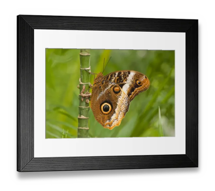 Framed Print : Yellow-edged Giant Owl -Caligo atreus-, captive, Thuringia, Germany Framed Print : Yellow-edged Giant Owl -Caligo atreus-, captive, Thuringia, Germany