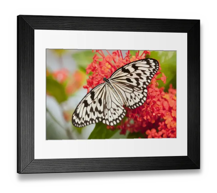 Framed Print : Paper Kite or Large Tree Nymph -Idea leuconoe-, captive, Thuringia, Germany
