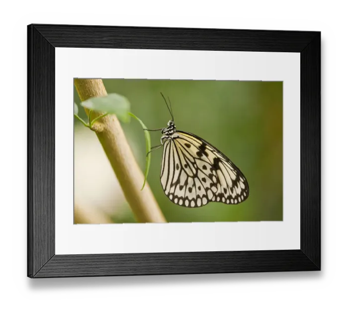 Framed Print : Paper Kite or Large Tree Nymph -Idea leuconoe-, captive, Thuringia, Germany Framed Print : Paper Kite or Large Tree Nymph -Idea leuconoe-, captive, Thuringia, Germany