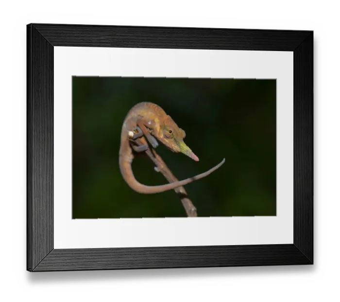 Framed Print : Pinocchio-Chamaleon -Calumma gallus-, Voimana National Park, Andasibe, Madagascar Framed Print : Pinocchio-Chamaleon -Calumma gallus-, Voimana National Park, Andasibe, Madagascar