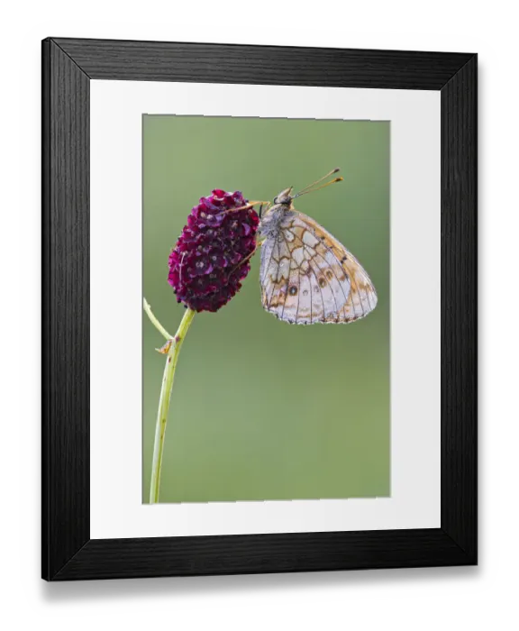 Framed Print : Lesser Marbled Fritillary -Brenthis ino-, Tyrol, Austria Framed Print : Lesser Marbled Fritillary -Brenthis ino-, Tyrol, Austria