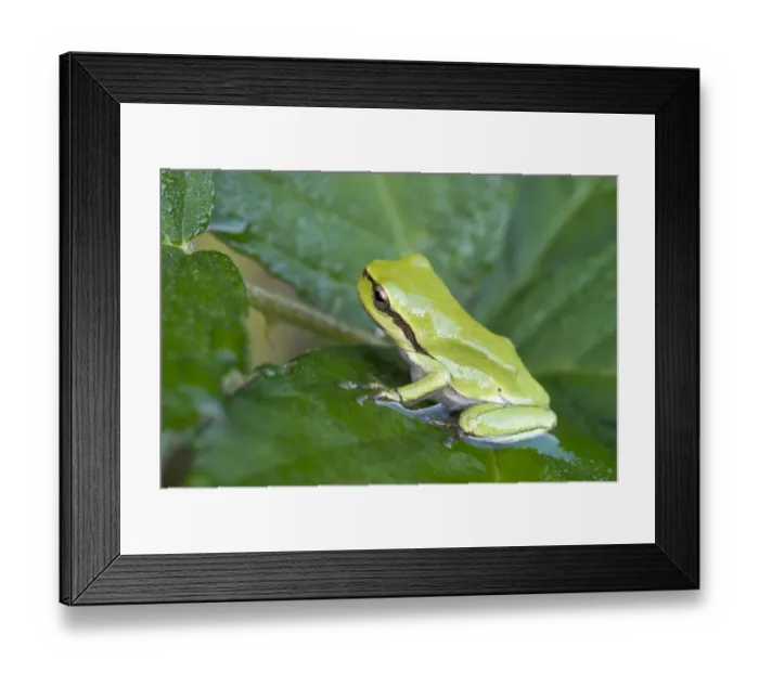 Framed Print : European Tree Frog or Treefrog -Hyla arborea-, young, Burgenland, Austria Framed Print : European Tree Frog or Treefrog -Hyla arborea-, young, Burgenland, Austria