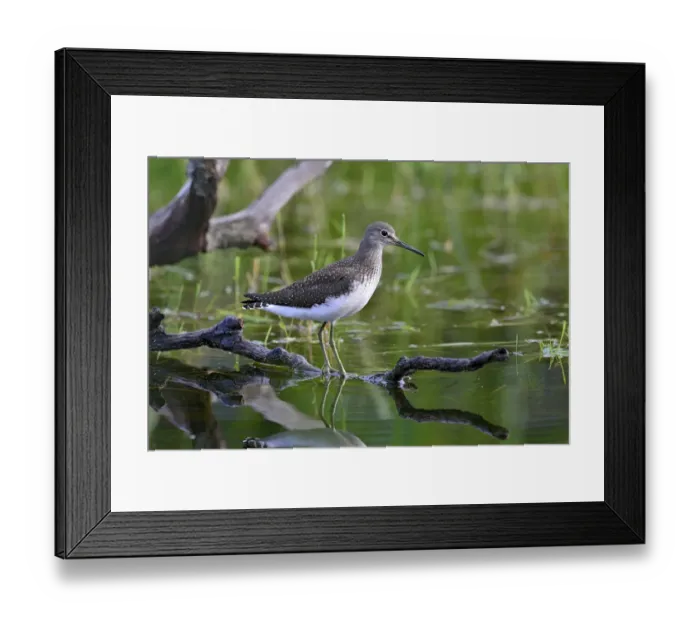 Framed Print : Green Sandpiper -Tringa ochropus-, winter plumage, Tyrol, Austria