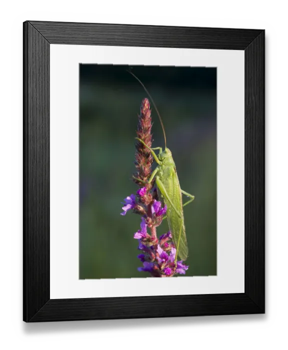 Framed Print : Great Green Bush-Cricket -Tettigonia viridissima-, Burgenland, Austria Framed Print : Great Green Bush-Cricket -Tettigonia viridissima-, Burgenland, Austria