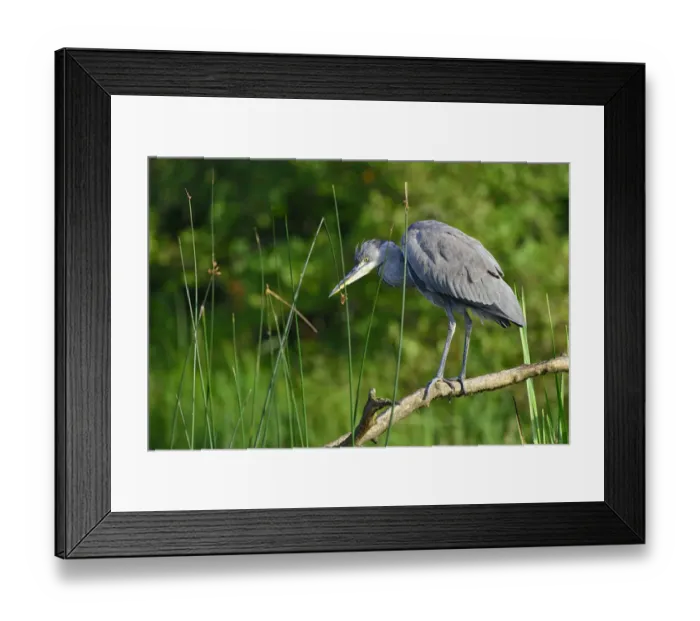 Framed Print : Grey Heron -Ardea cinerea-, juvenile, Tyrol, Austria Framed Print : Grey Heron -Ardea cinerea-, juvenile, Tyrol, Austria