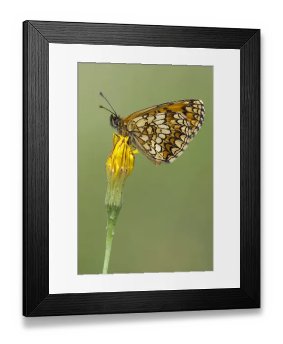 Framed Print : Heath Fritillary -Mellicta athalia-, Burgenland, Austria Framed Print : Heath Fritillary -Mellicta athalia-, Burgenland, Austria