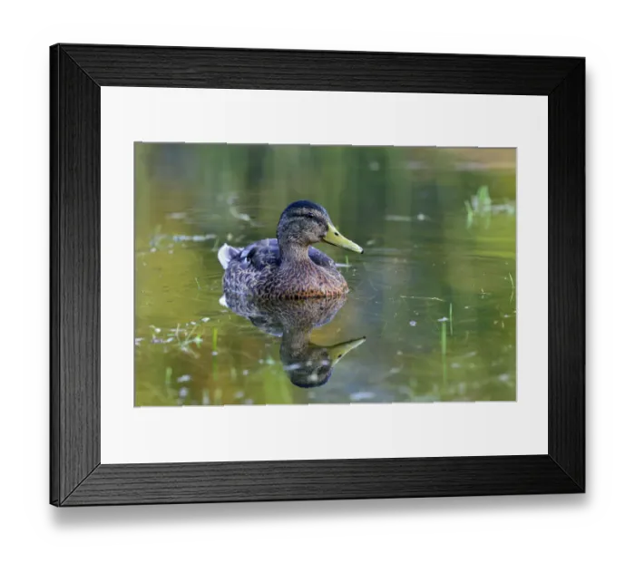 Framed Print : Mallard -Anas platyrhynchos-, female, Tyrol, Austria Framed Print : Mallard -Anas platyrhynchos-, female, Tyrol, Austria