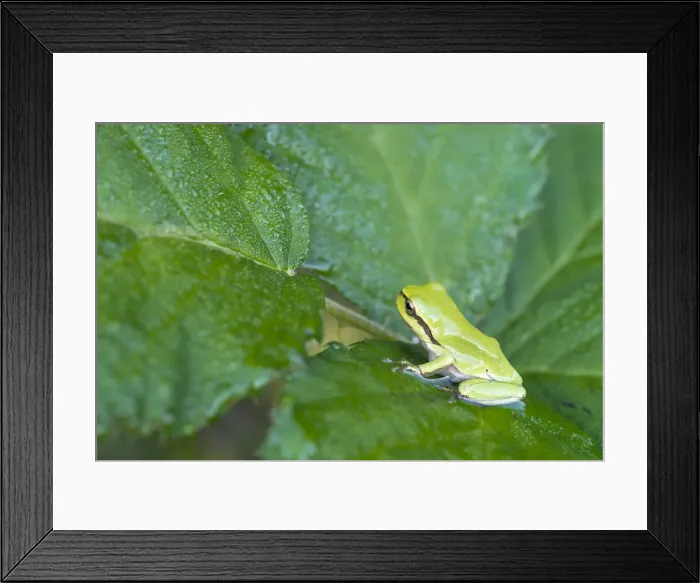 Framed Print : European Tree Frog or Treefrog -Hyla arborea-, young, Burgenland, Austria Framed Print : European Tree Frog or Treefrog -Hyla arborea-, young, Burgenland, Austria