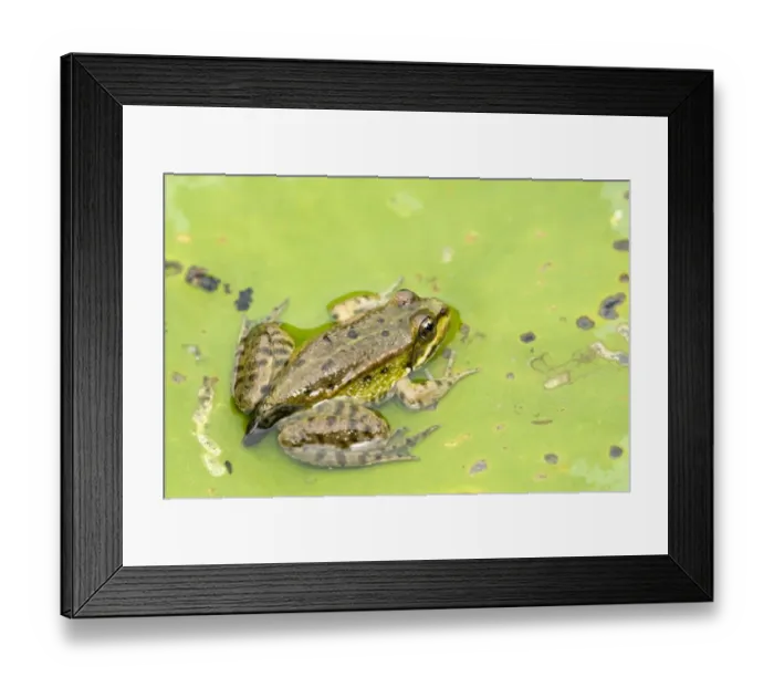 Framed Print : Edible Frog -Rana esculenta-, young, perched on a floating leaf, Burgenland, Austria Framed Print : Edible Frog -Rana esculenta-, young, perched on a floating leaf, Burgenland, Austria