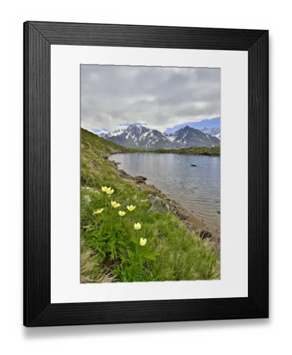 Framed Print : Alpine Anemones or Sulphur Anemones -Pulsatilla alpina ssp. apiifolia-, the Kaunergrat ridge at the back, Seeles See lake, Kaunertal valley, Tyrol, Austria Framed Print : Alpine Anemones or Sulphur Anemones -Pulsatilla alpina ssp. apiifolia-, the Kaunergrat ridge at the back, Seeles See lake, Kaunertal valley, Tyrol, Austria