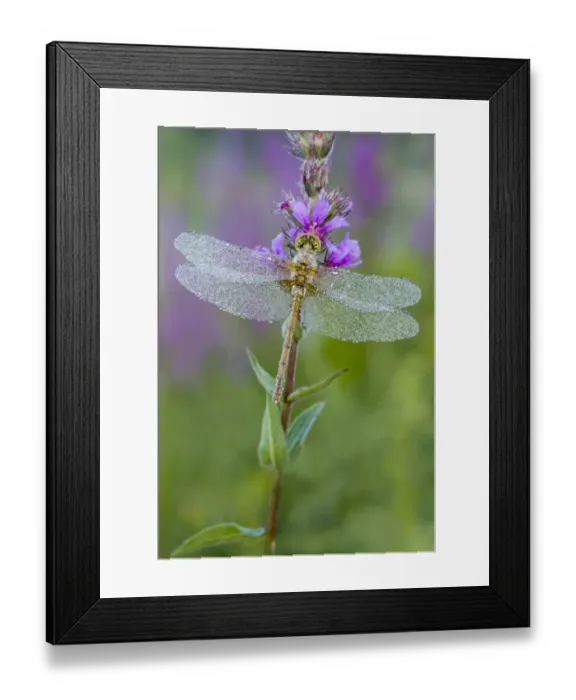 Framed Print : Common Darter -Sympetrum striolatum-, young, Burgenland, Austria Framed Print : Common Darter -Sympetrum striolatum-, young, Burgenland, Austria