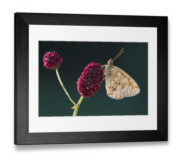 Framed Print : Lesser Marbled Fritillary -Brenthis ino-, Tyrol, Austria Framed Print : Lesser Marbled Fritillary -Brenthis ino-, Tyrol, Austria
