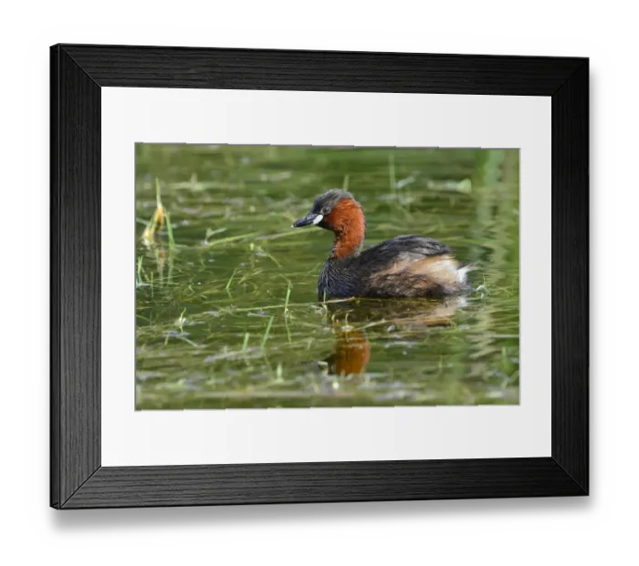 Framed Print : Little Grebe -Tachybaptus ruficollis-, Tyrol, Austria Framed Print : Little Grebe -Tachybaptus ruficollis-, Tyrol, Austria