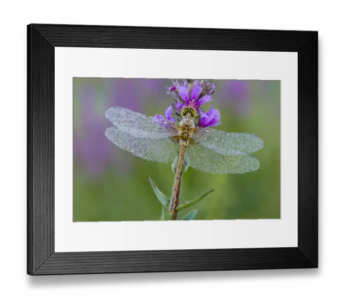 Framed Print : Common Darter -Sympetrum striolatum-, young, Burgenland, Austria
