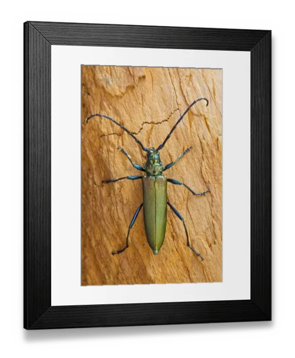 Framed Print : Musk Beetle -Aromia moschata-, Tyrol, Austria Framed Print : Musk Beetle -Aromia moschata-, Tyrol, Austria