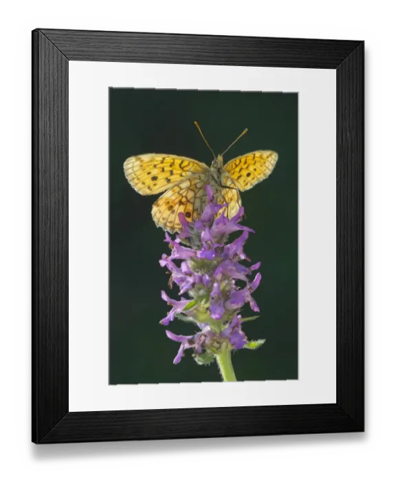 Framed Print : Lesser Marbled Fritillary -Brenthis ino-, Tyrol, Austria Framed Print : Lesser Marbled Fritillary -Brenthis ino-, Tyrol, Austria