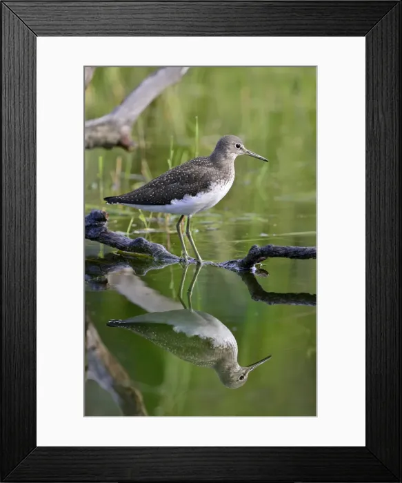 Framed Print : Green Sandpiper -Tringa ochropus-, winter plumage, Tyrol, Austria Framed Print : Green Sandpiper -Tringa ochropus-, winter plumage, Tyrol, Austria