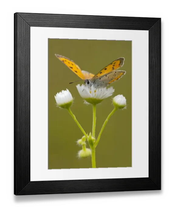 Framed Print : Large Copper -Lycaena dispar-, Burgenland, Austria Framed Print : Large Copper -Lycaena dispar-, Burgenland, Austria