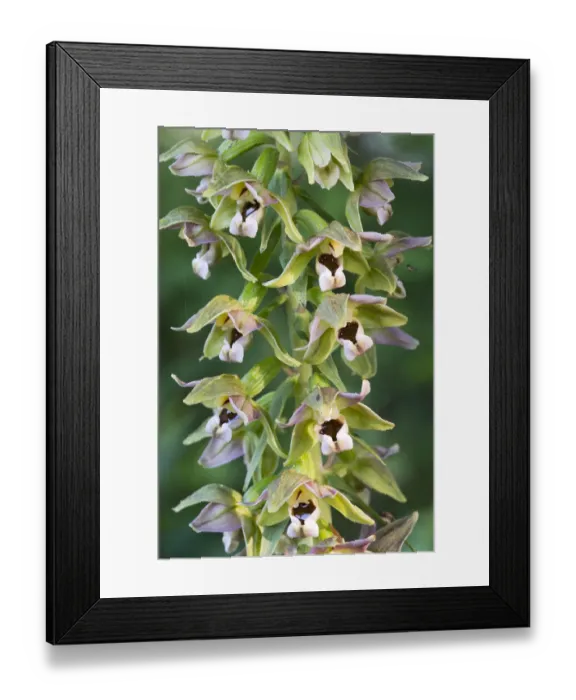 Framed Print : Broad-leaved Helleborine -Epipactis helleborine-, Burgenland, Austria Framed Print : Broad-leaved Helleborine -Epipactis helleborine-, Burgenland, Austria