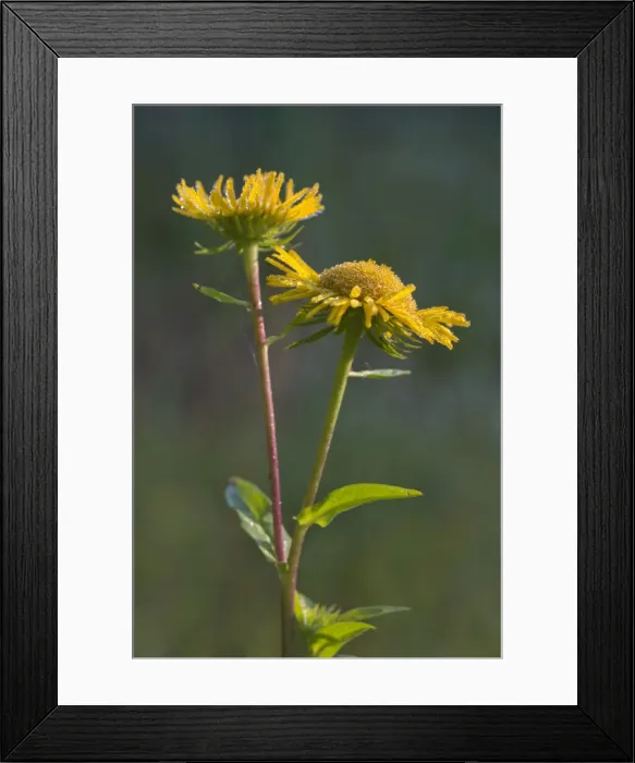 Framed Print : British Yellowhead or Meadow Fleabane -Inula britannica-, Burgenland, Austria Framed Print : British Yellowhead or Meadow Fleabane -Inula britannica-, Burgenland, Austria
