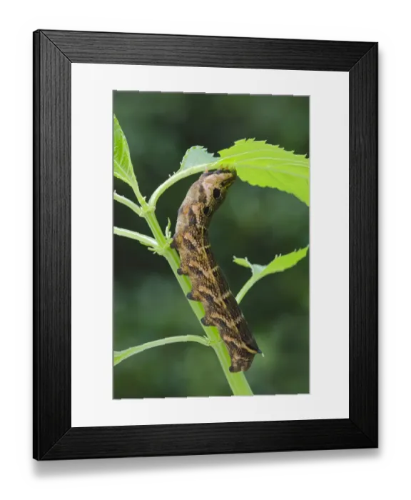 Framed Print : Elephant Hawk-moth -Pergesa elpenor, Deilephila elpenor-, caterpillar, Tyrol, Austria Framed Print : Elephant Hawk-moth -Pergesa elpenor, Deilephila elpenor-, caterpillar, Tyrol, Austria