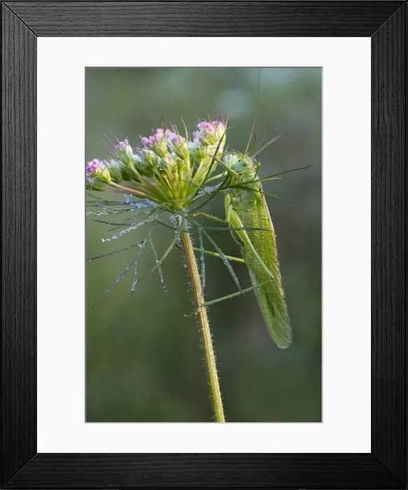 Framed Print : Great Green Bush-Cricket -Tettigonia viridissima-, Burgenland, Austria Framed Print : Great Green Bush-Cricket -Tettigonia viridissima-, Burgenland, Austria
