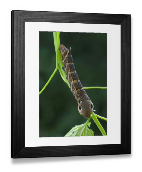 Framed Print : Elephant Hawk-moth -Pergesa elpenor, Deilephila elpenor-, caterpillar, Tyrol, Austria Framed Print : Elephant Hawk-moth -Pergesa elpenor, Deilephila elpenor-, caterpillar, Tyrol, Austria
