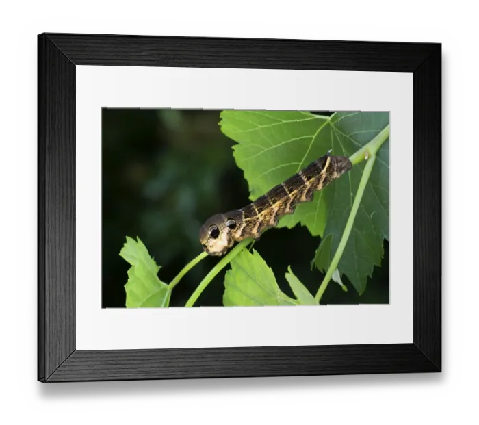 Framed Print : Elephant Hawk-moth -Pergesa elpenor, Deilephila elpenor-, caterpillar, Tyrol, Austria Framed Print : Elephant Hawk-moth -Pergesa elpenor, Deilephila elpenor-, caterpillar, Tyrol, Austria