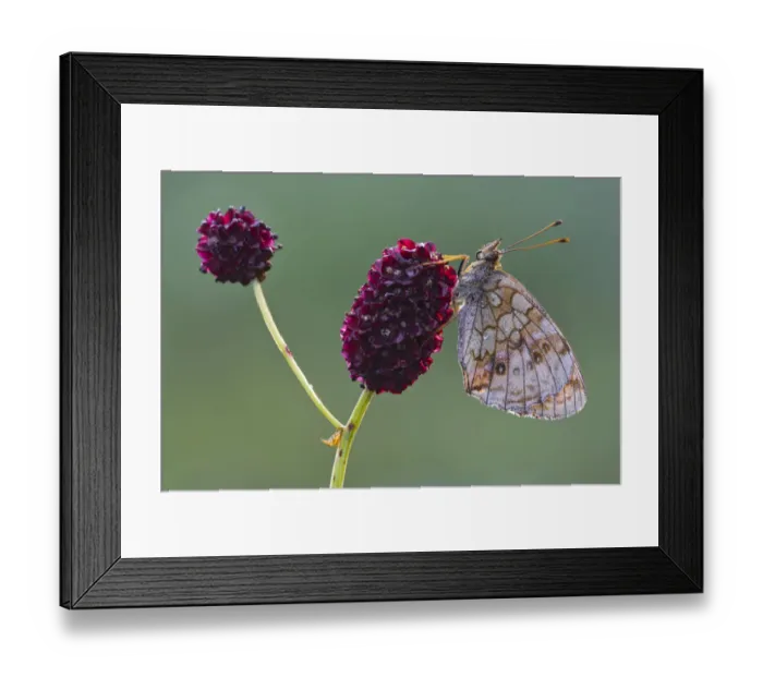 Framed Print : Lesser Marbled Fritillary -Brenthis ino-, Tyrol, Austria