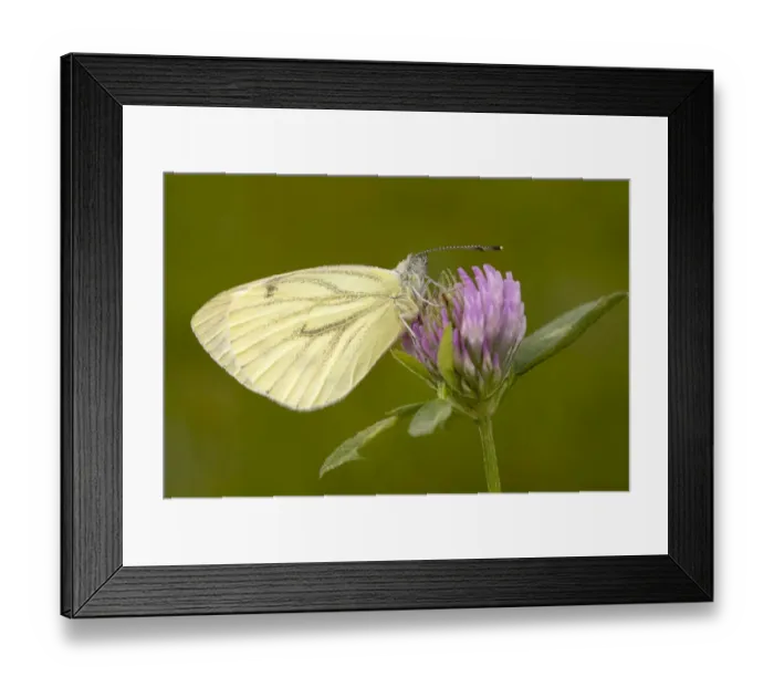 Framed Print : Green-veined White -Pieris napi-, Burgenland, Austria Framed Print : Green-veined White -Pieris napi-, Burgenland, Austria