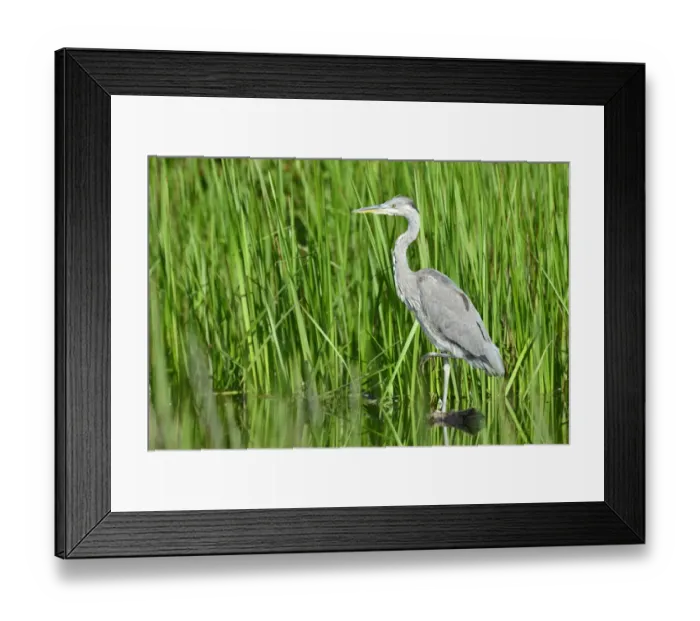 Framed Print : Grey Heron -Ardea cinerea-, juvenile, Tyrol, Austria Framed Print : Grey Heron -Ardea cinerea-, juvenile, Tyrol, Austria