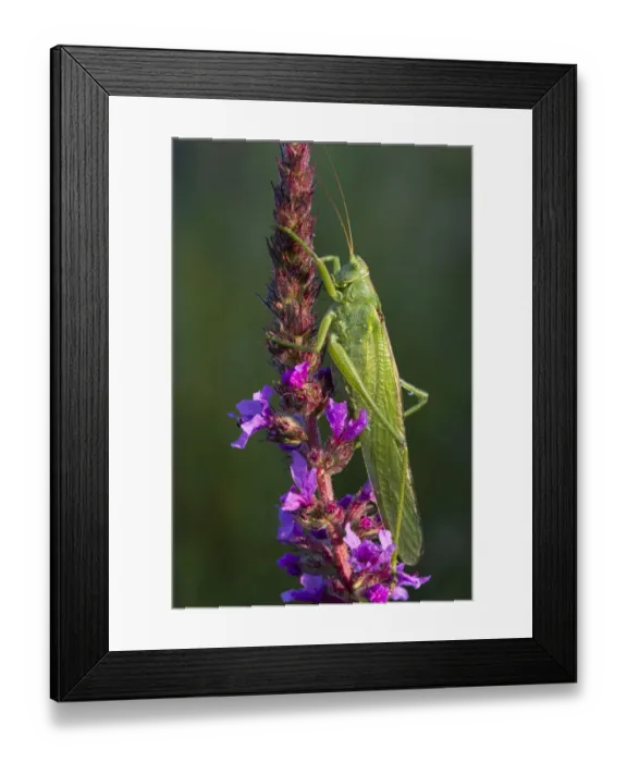 Framed Print : Great Green Bush-Cricket -Tettigonia viridissima-, Burgenland, Austria Framed Print : Great Green Bush-Cricket -Tettigonia viridissima-, Burgenland, Austria