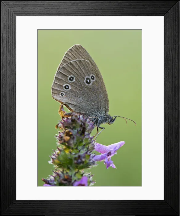Framed Print : Ringlet -Aphantopus hyperantus-, Tyrol, Austria Framed Print : Ringlet -Aphantopus hyperantus-, Tyrol, Austria