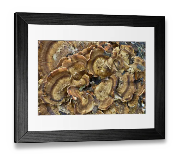 Framed Print : Benzoin Bracket -Ischnoderma benzoinum-, Tyrol, Austria Framed Print : Benzoin Bracket -Ischnoderma benzoinum-, Tyrol, Austria